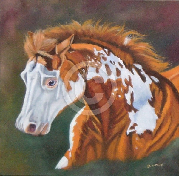 American Paint Horse