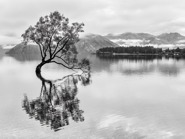 A Tree Gently Caresses the Water