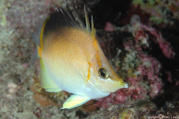 Longsnout Butterflyfish