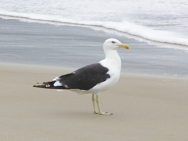 Seagull   
