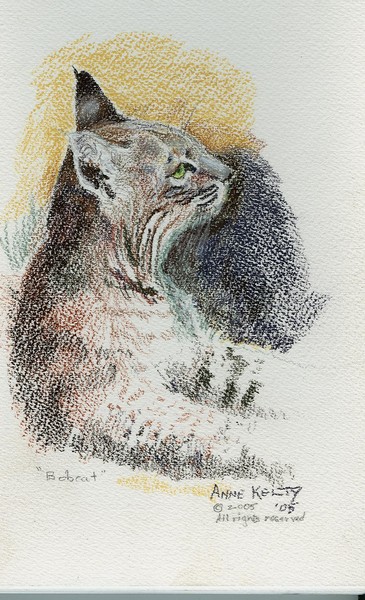 Bobcat Study