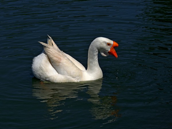 Relaxing on the pond