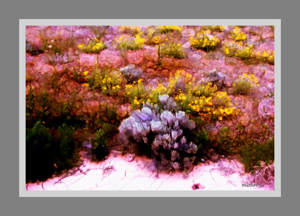 Desert wildflowers and sagebrush