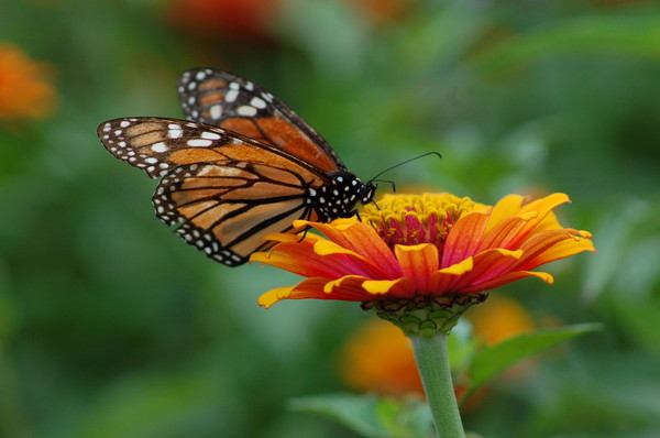 Monarch Butterfly Feeding