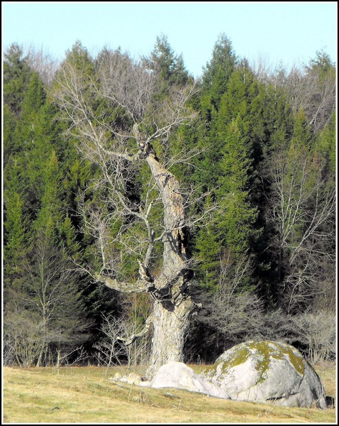 The Rock and The Tree