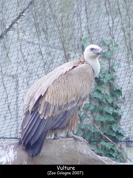 Vulture