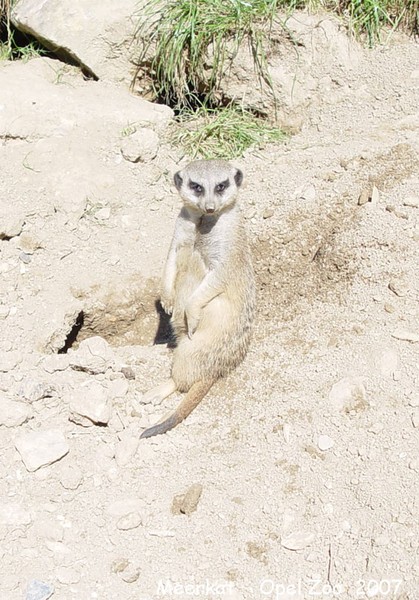 Meerkat 1