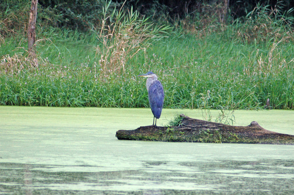 Heron Big Blue