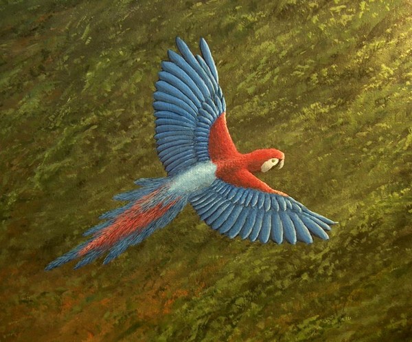 Red Macaw  12