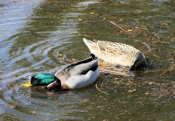 Feeding Mallards