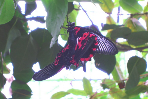 Buterfly Pair Too