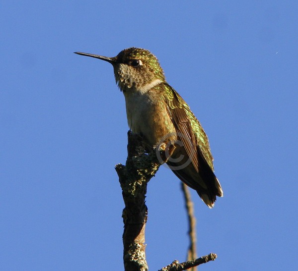 Perched Hummingbird