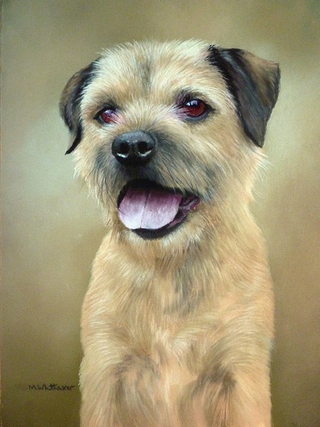 Border Terrier Portrait