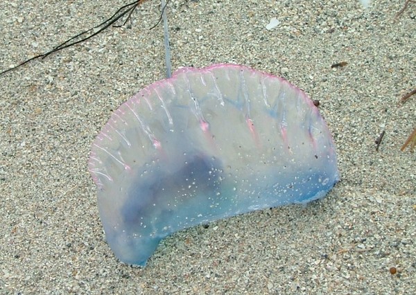 Beached Jelly