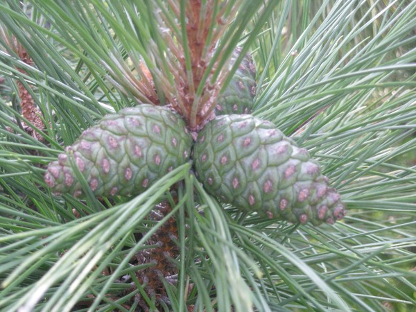 pinecones