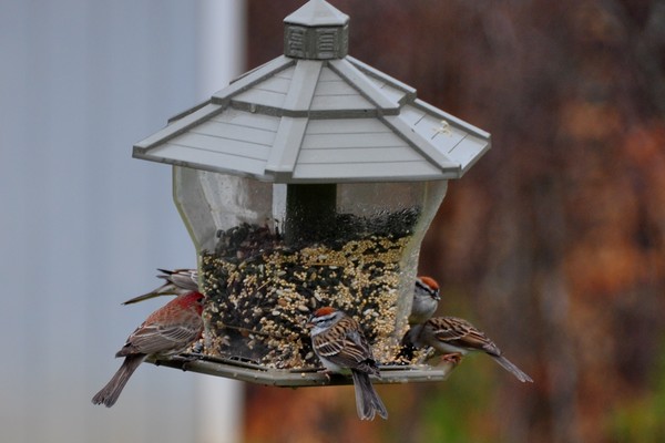 House Finch and Sparrow