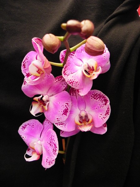 TROPICAL ORCHIDS