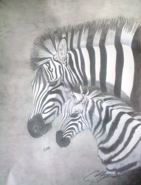 Zebras