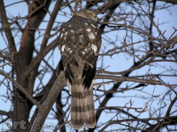 Hawk in the Backyard