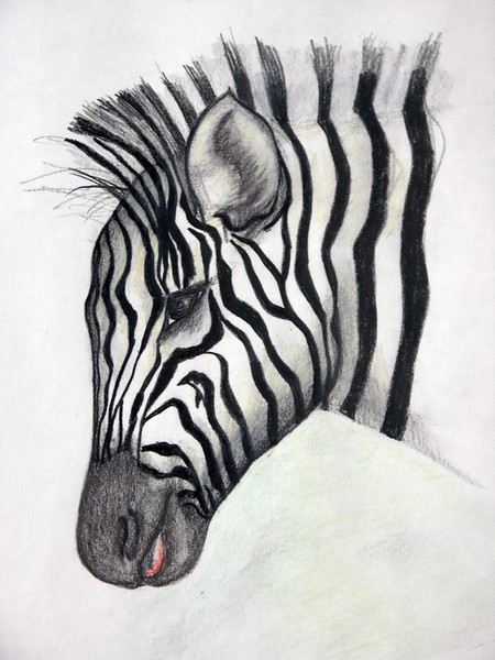  Baby Zebra