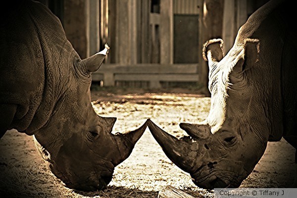 Rhinoceros kiss
