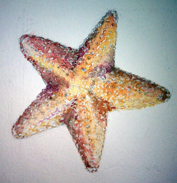 Starfish Watercolor