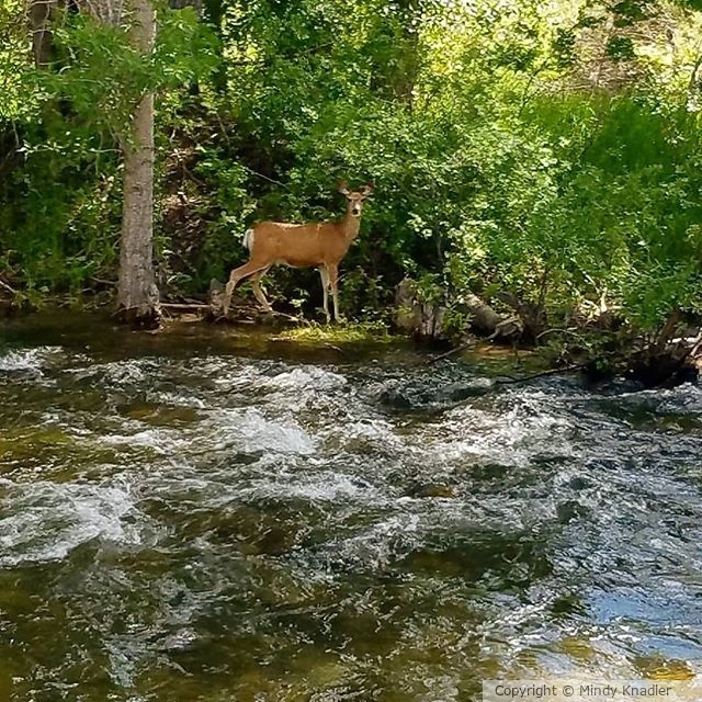 Deer at the Creek