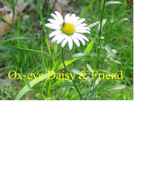 Ox-eye daisy