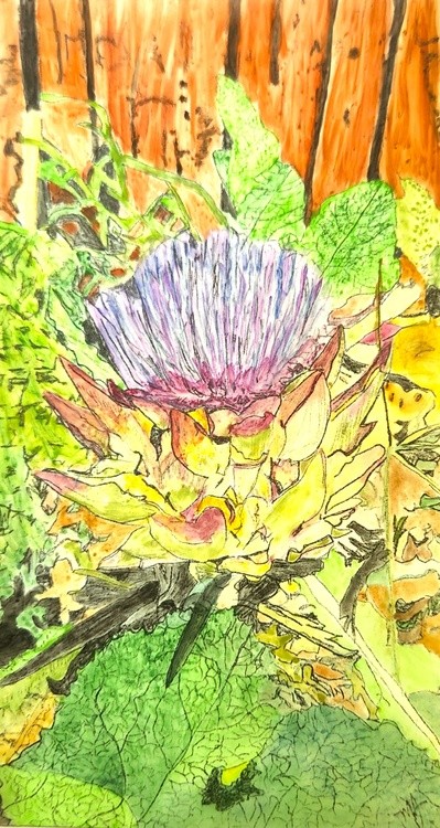 Artichoke in Bloom