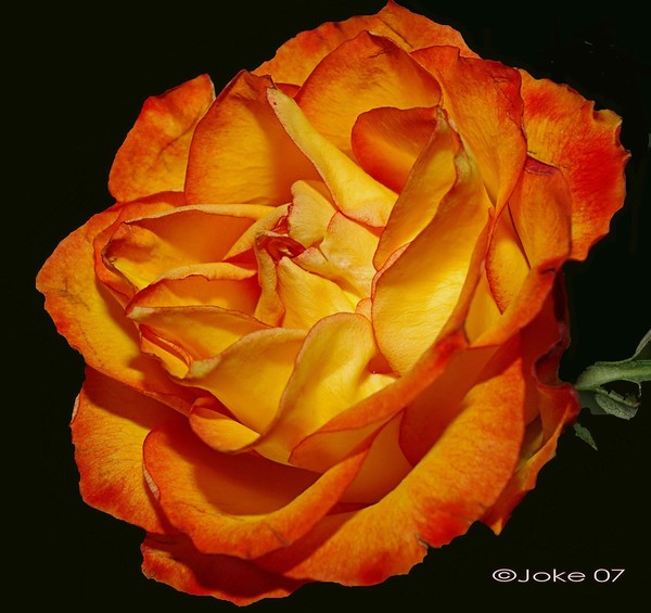 A rose for Martha Miller