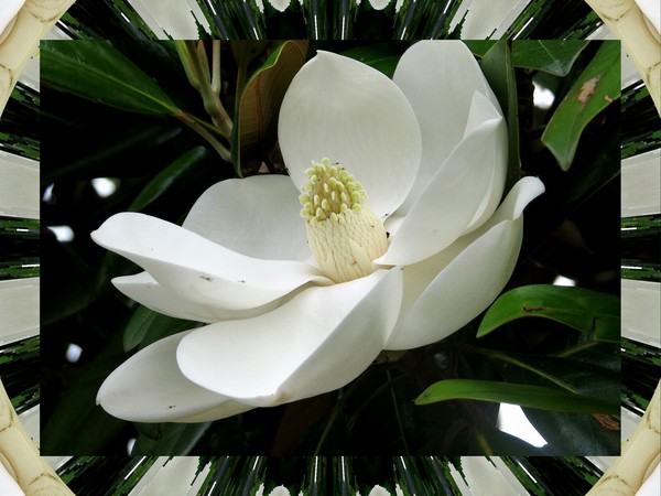 The White Magnolia Tree: