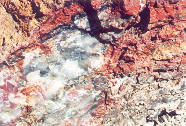 Closeup of Petrified Wood