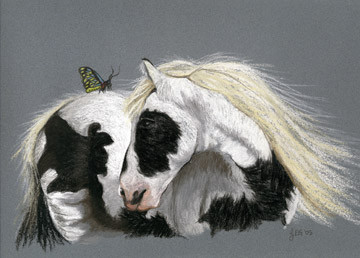 Gypsy Vanner and Butterfly