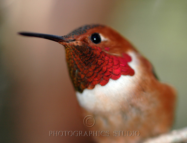 Red Throat Hummingbird