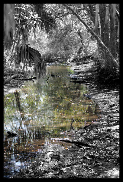 shady creek