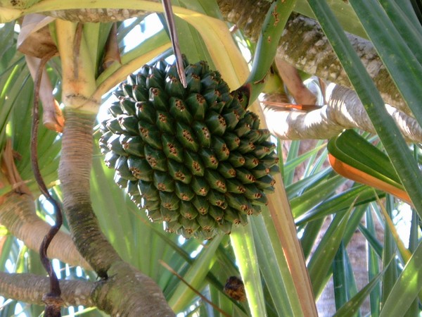 pineapple seed
