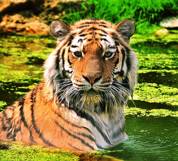 Bathing Tiger