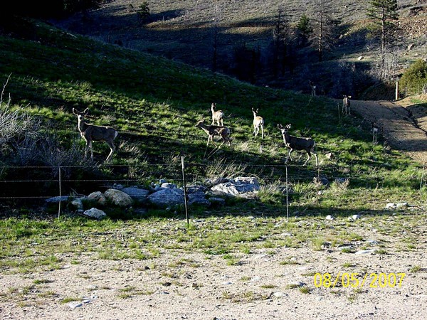 A Pic I Took of Beautiful Deers or Elks In Co.