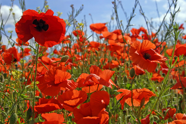 Poppy Field 1