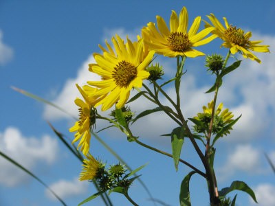 Ragweed Wildflowers Against Blue Sky