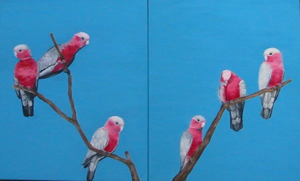 galahs