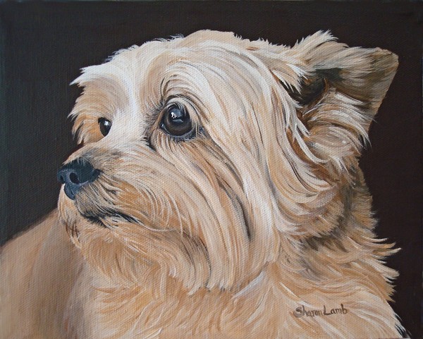 Commission Pet Portrait Paintings Life Like Detail