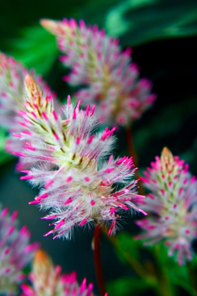 Pink Bristles