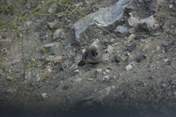 early morning curious quail