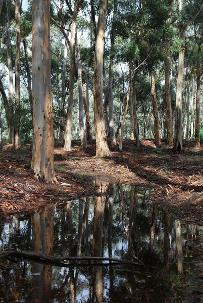 Eucalyptus Trees at Eaglehawk