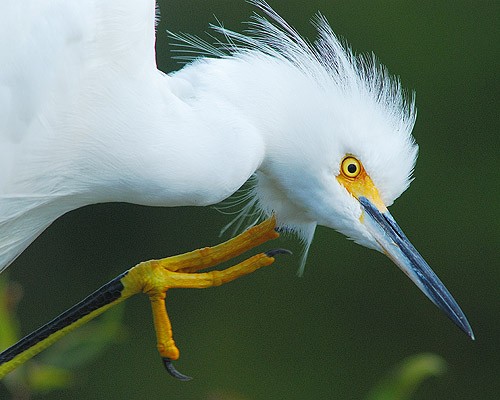 Snowy Egret with an Itch