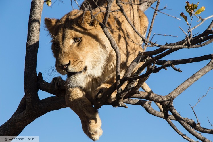 serie This is Africa/it's not a bird...it's a lion