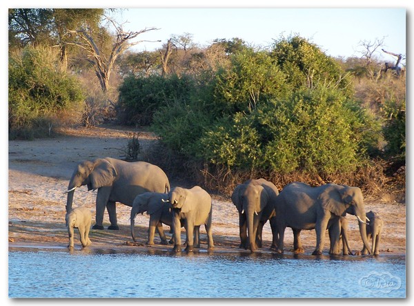 Elephants at Chobe 2
