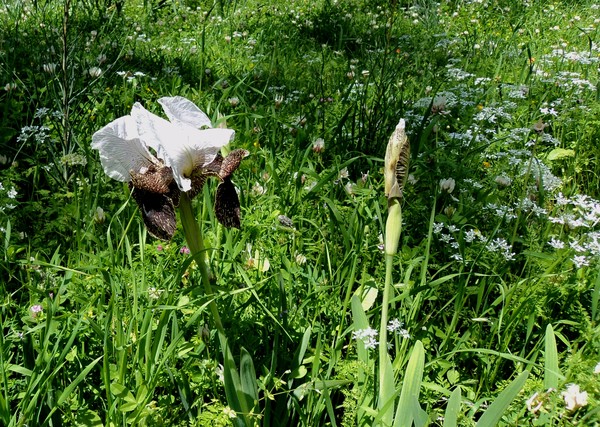 --Wild irises--
