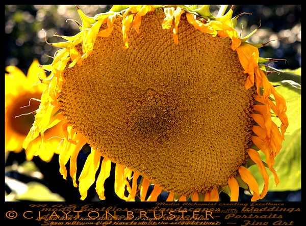 July 28 2007 Sunflower